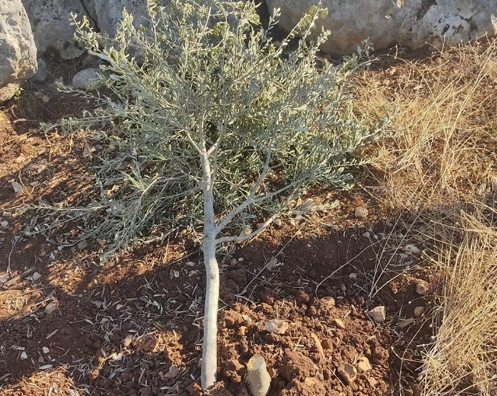 مستوطنون يقطعون أشجار زيتون في كفر الديك غرب سلفيت